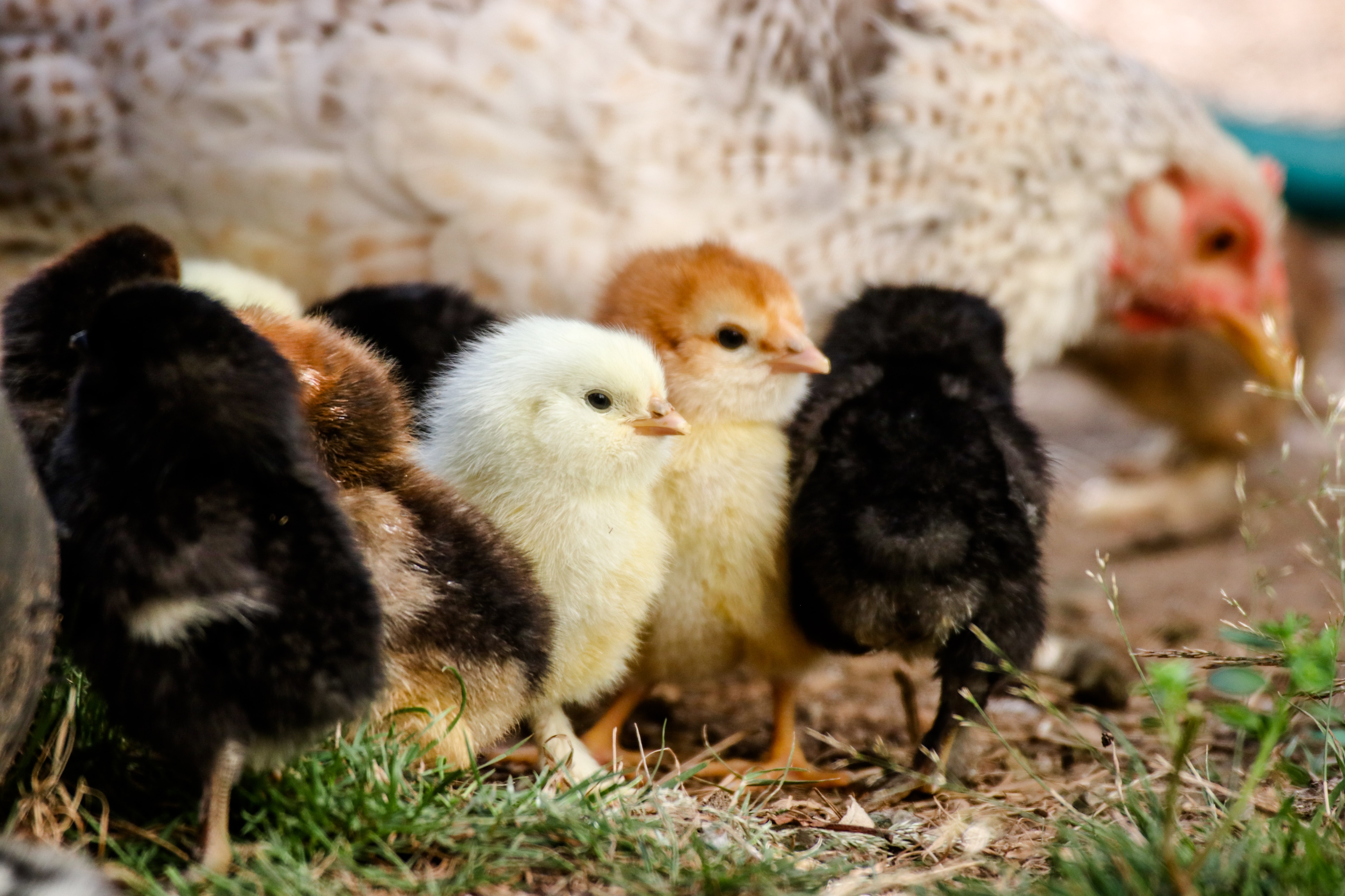 Chicks From Lucas Organic Farms - Highland County, Ohio